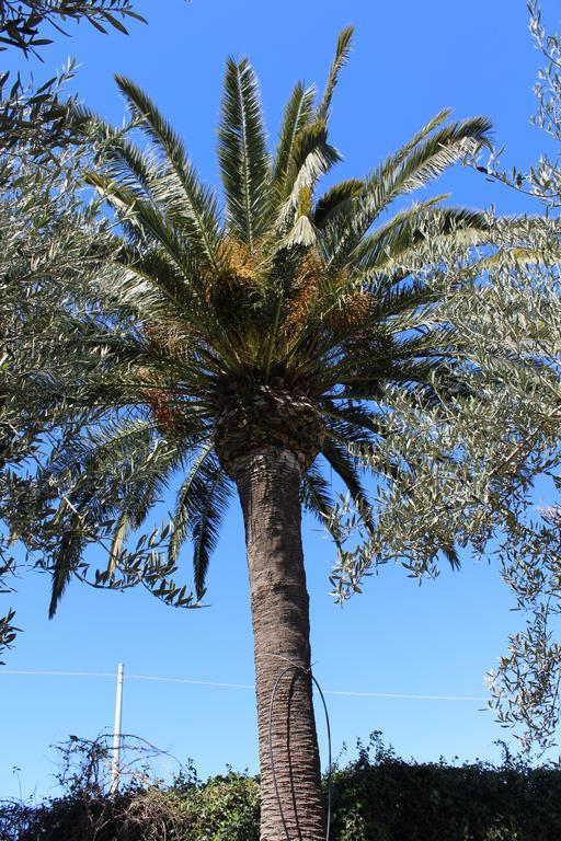 Appartamento Le Tre Palme Frigintini Εξωτερικό φωτογραφία